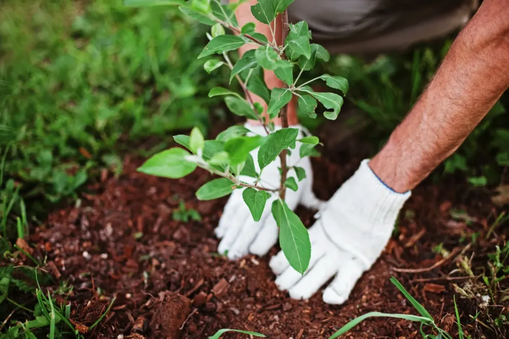 Plantation à Ferrières-en-Gâtinais